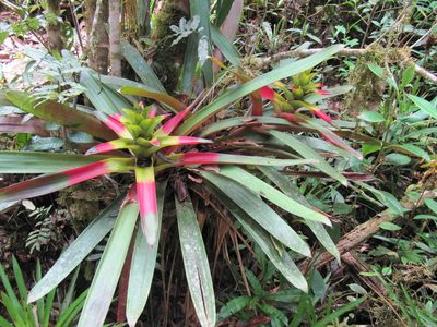 Guzmania squarrosa, photographed by Carlos Alberto Rodriguez