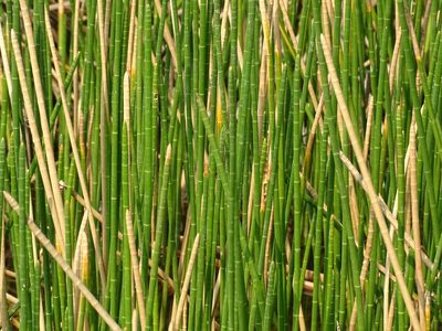 Eleocharis interstincta, photographed by Alexis López Hernández