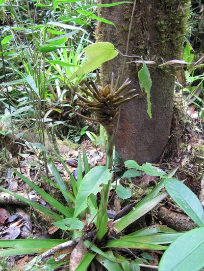 Guzmania coriostachya, photographed by Carlos Alberto Rodriguez