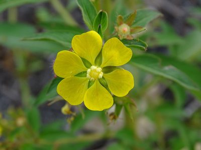 Ludwigia leptocarpa, photographed by Alexis López Hernández