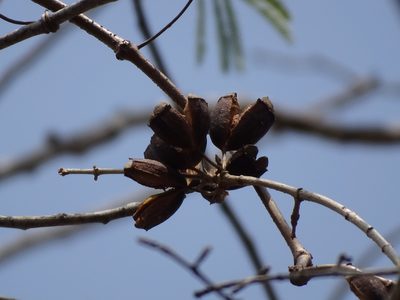 Hintonia octomera, photographed by Alexis López Hernández