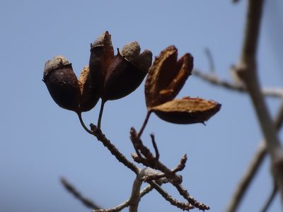 Hintonia octomera, photographed by Alexis López Hernández