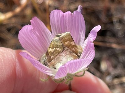 Sidalcea diploscypha, photographed by Dee Shea Himes