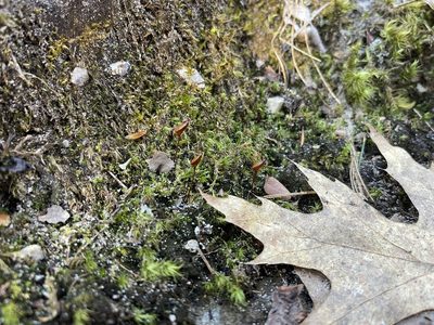 Buxbaumia aphylla, photographed by Brandon Corder