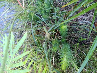 Melichrus adpressus, photographed by ainsley_isme