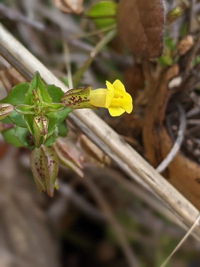 Erythranthe inamoena, photographed by Alison Northup