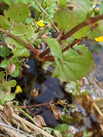 Erythranthe inamoena, photographed by Alison Northup