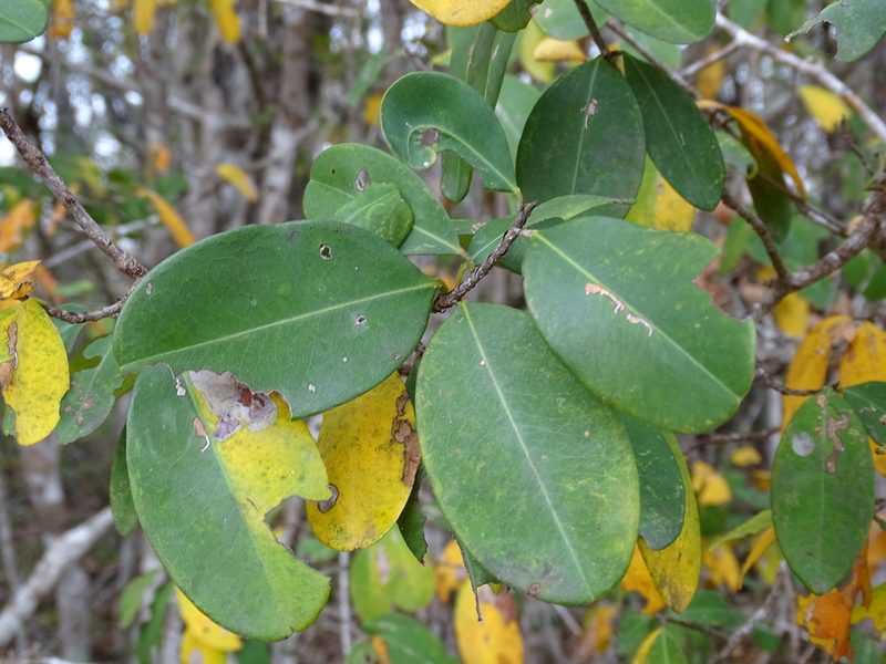 Erythroxylum areolatum, photographed by Alexis López Hernández
