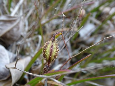 Encyclia nematocaulon, photographed by Alexis López Hernández