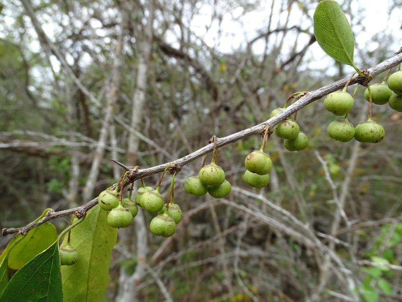 Colubrina heteroneura, photographed by Alexis López Hernández