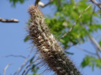 Pilosocereus gaumeri, photographed by Alexis López Hernández