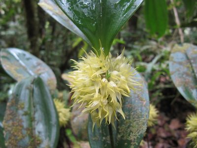 Pleurothallis chloroleuca, photographed by Carlos Alberto Rodriguez