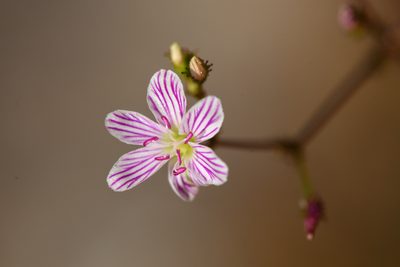Lewisia cantelovii, photographed by Trevor Van Loon