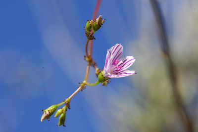 Lewisia cantelovii, photographed by Trevor Van Loon