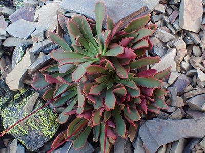 Lewisia cantelovii, photographed by Trevor Van Loon