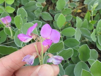 Tephrosia lindheimeri, photographed by Sam Kieschnick