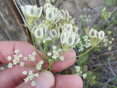 Eurytaenia texana, photographed by Sam Kieschnick