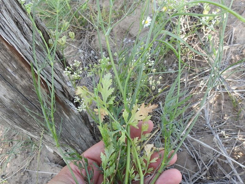 Eurytaenia texana, photographed by Sam Kieschnick
