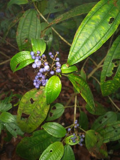 Miconia oligotricha, photographed by Juan Cruzado Cortés
