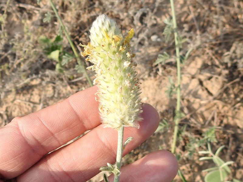 Dalea ceciliana, photographed by Sam Kieschnick