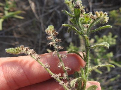 Cryptantha texana, photographed by Sam Kieschnick