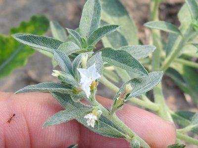 Euploca racemosa, photographed by Sam Kieschnick