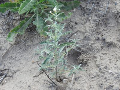 Euploca racemosa, photographed by Sam Kieschnick