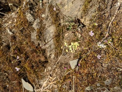 Lewisia cantelovii, photographed by Trevor Van Loon