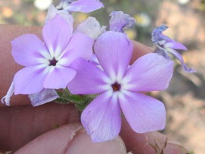 Phlox glabriflora, photographed by Sam Kieschnick