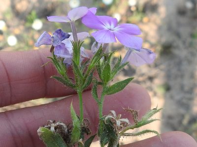 Phlox glabriflora, photographed by Sam Kieschnick