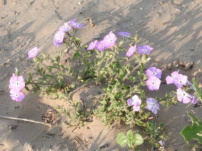 Phlox glabriflora, photographed by Sam Kieschnick