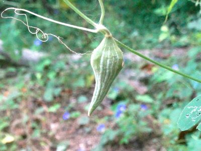 Schizocarpum palmeri, photographed by Francisco Farriols Sarabia