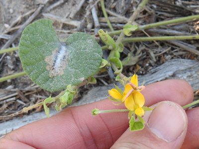 Rhynchosia americana, photographed by Sam Kieschnick