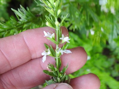 Teucrium cubense, photographed by Sam Kieschnick