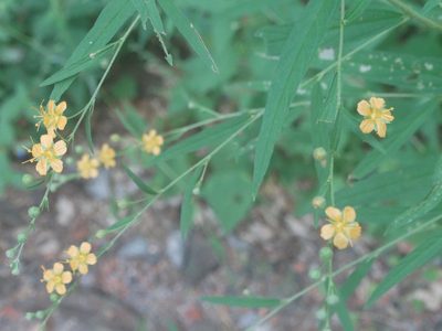 Sidastrum lodiegense, photographed by Francisco Farriols Sarabia