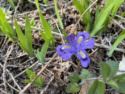 Iris lacustris, photographed by Kathleen Houlahan Chayer
