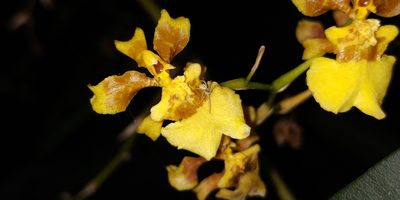 Oncidium sphacelatum, photographed by Tereso Hernández Morales