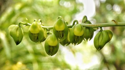 Catasetum integerrimum, photographed by Victor De la Cruz