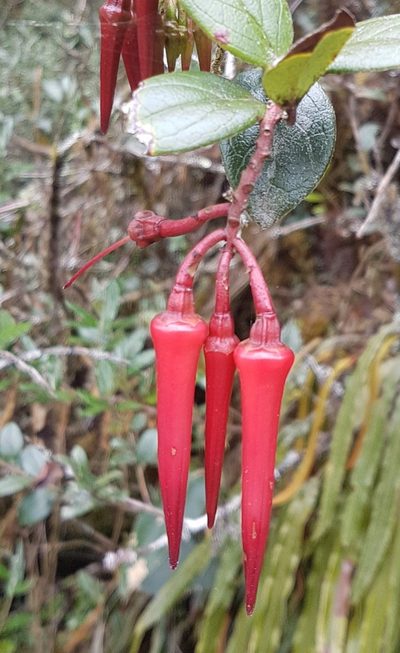 Ceratostema alatum, photographed by Michael Bakker Paiva