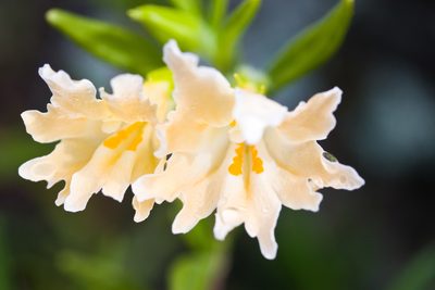 Diplacus linearis, photographed by Ken-ichi Ueda