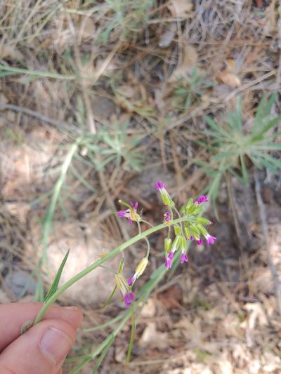 Boechera californica, photographed by Tom and T Herman
