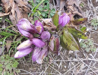 Gentianella foliosa, photographed by Michael Bakker Paiva
