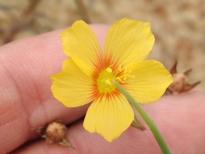 Linum alatum, photographed by Sam Kieschnick