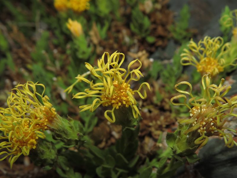 Nardophyllum genistoides, photographed by Nicolás Lavandero
