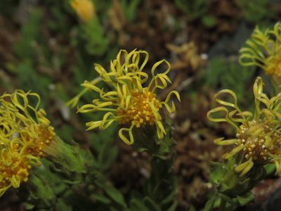 Nardophyllum genistoides, photographed by Nicolás Lavandero