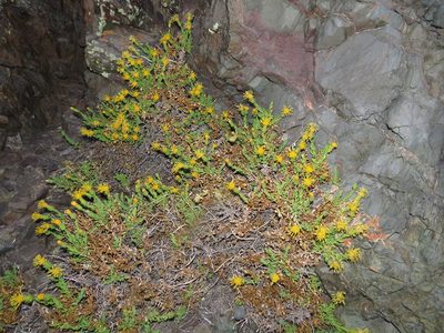 Nardophyllum genistoides, photographed by Nicolás Lavandero
