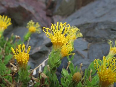 Nardophyllum genistoides, photographed by Nicolás Lavandero