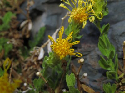 Nardophyllum genistoides, photographed by Nicolás Lavandero