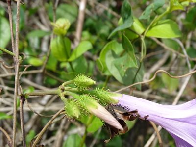 Ipomoea crinicalyx, photographed by Alexis López Hernández