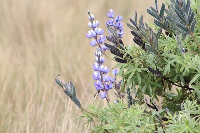 Lupinus pubescens, photographed by Michael Bakker Paiva